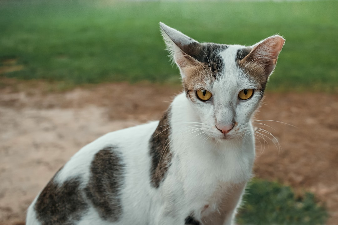 Adorable stray cat in outside on the street with blurred park background