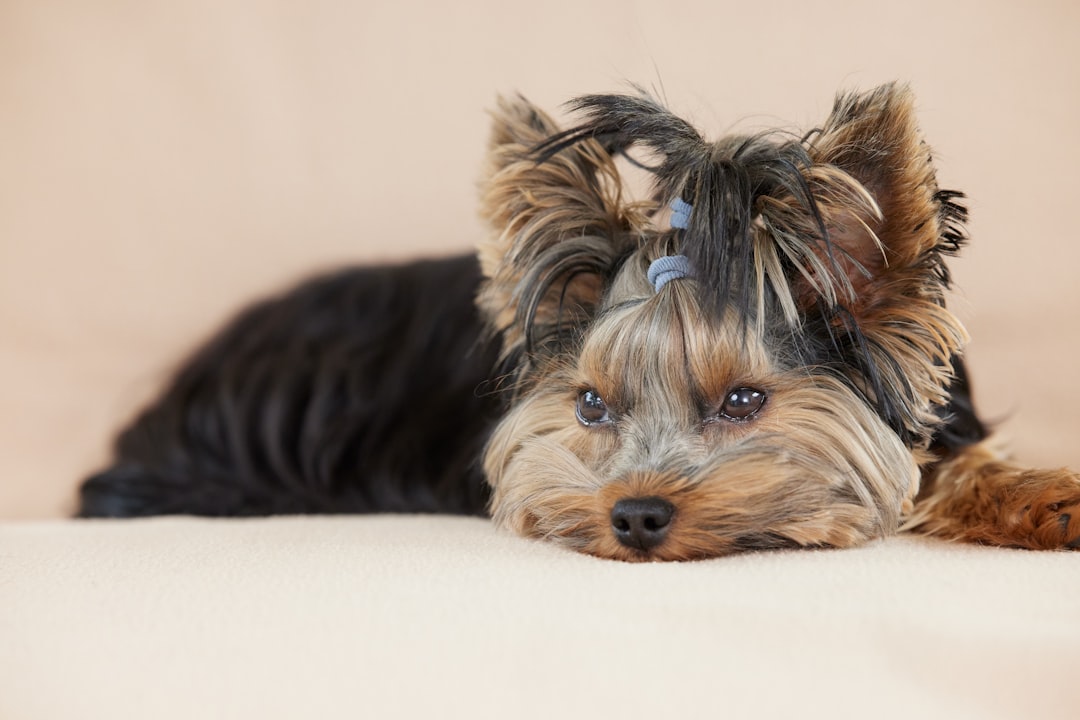 A charming Yorkshire Terrier puppy with a blue topknot rests its head on a soft surface. This adorable, long-haired dog looks toward the camera with soulful, expressive eyes.