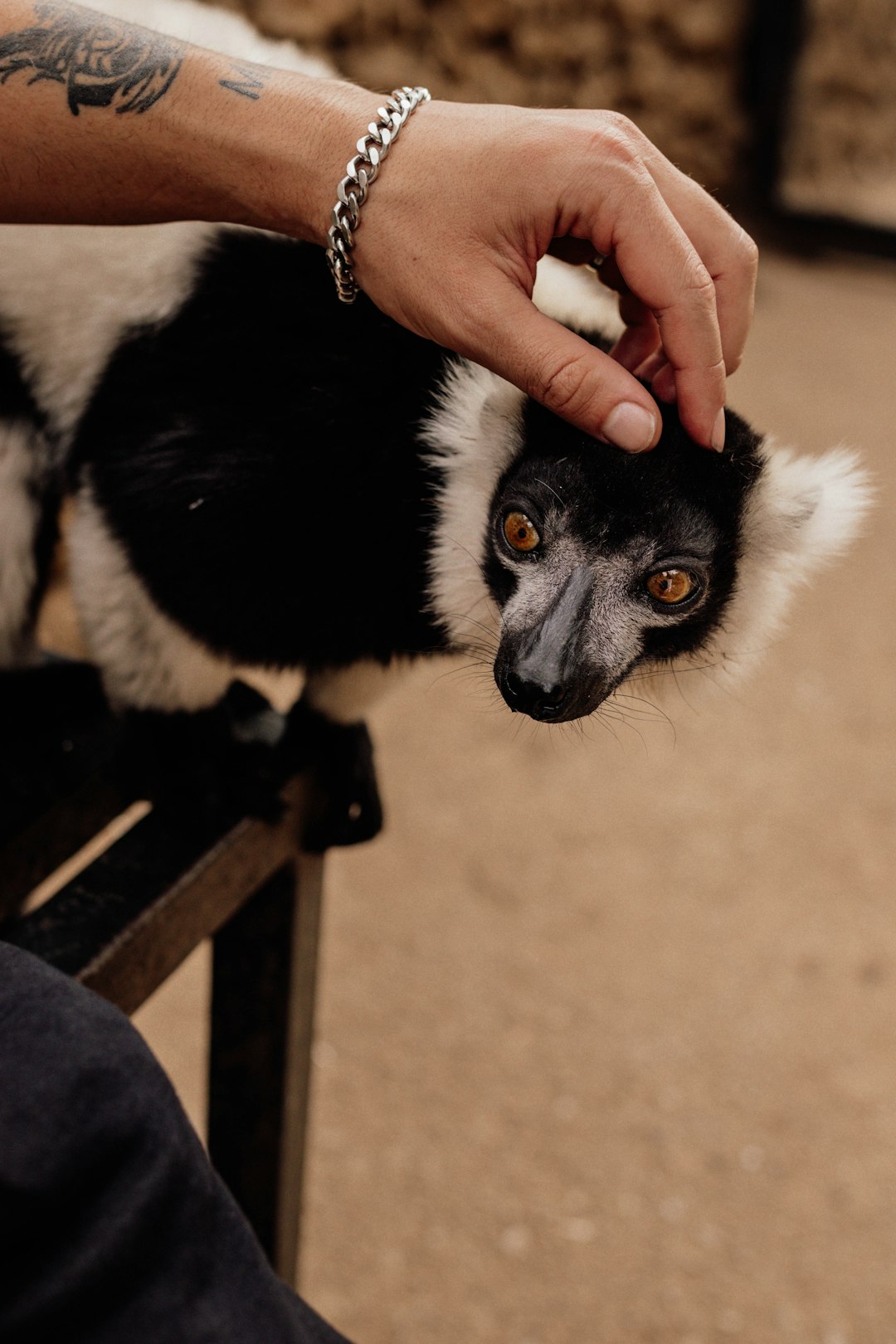 a-person-petting-a-small-animal-on-the-back-of-a-chair-3c-yqmitare