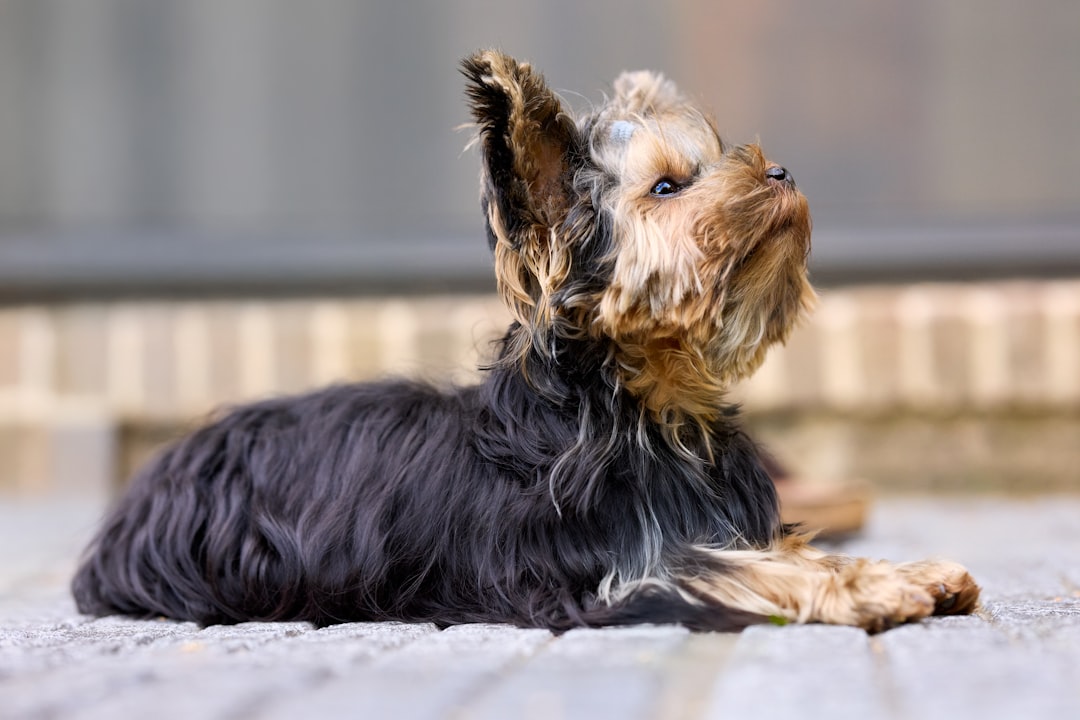 A cute Yorkshire Terrier lies on paving, looking up with an alert and curious expression. Its black and tan fur is shaggy, with a blurred background creating depth.