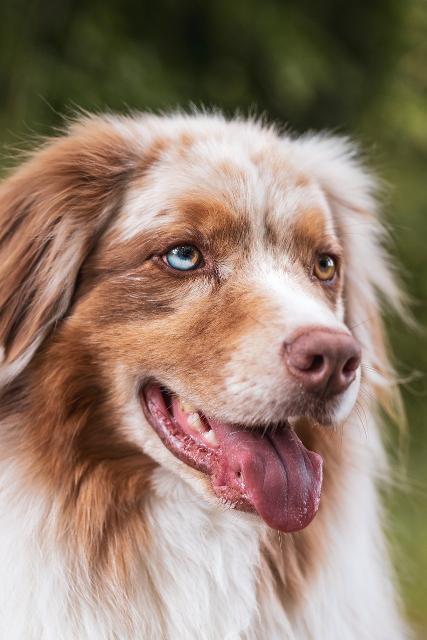 dog, animal, domestic animal, nature, pet, animal photography