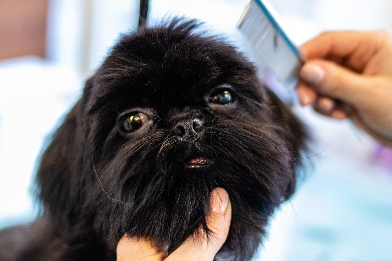 grooming, pet, animal, dog, pet care, canine, pet salon, puppy
